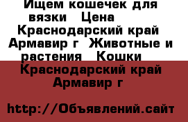 Ищем кошечек для вязки › Цена ­ 500 - Краснодарский край, Армавир г. Животные и растения » Кошки   . Краснодарский край,Армавир г.